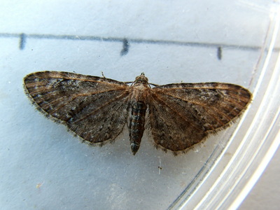 Common Pug